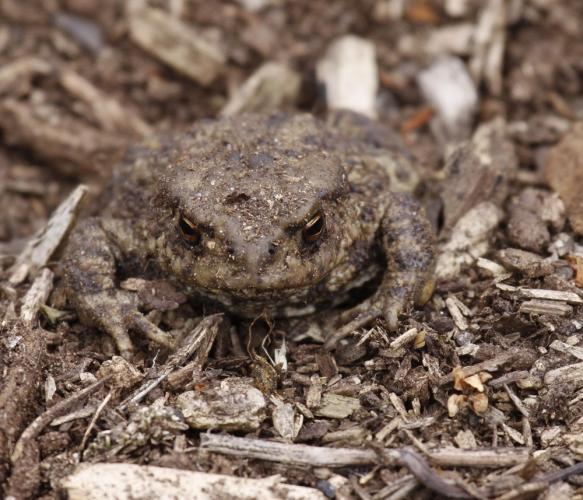 Toad