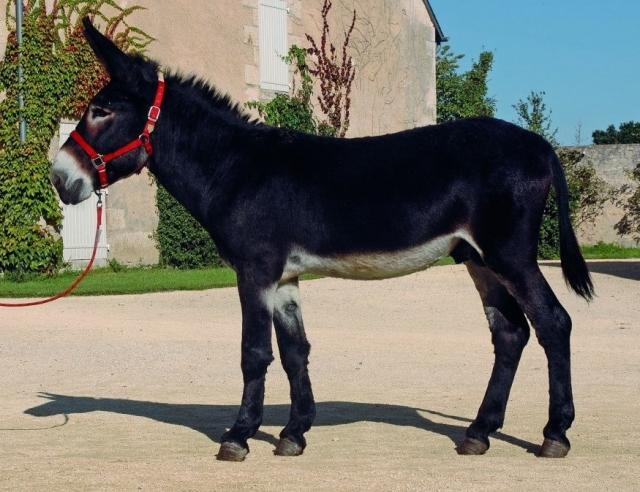 GNB Donkey