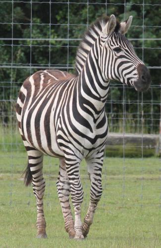 Zebra