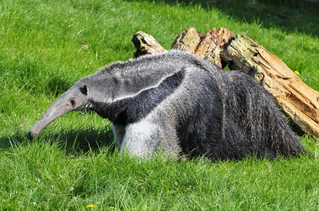 Anteater