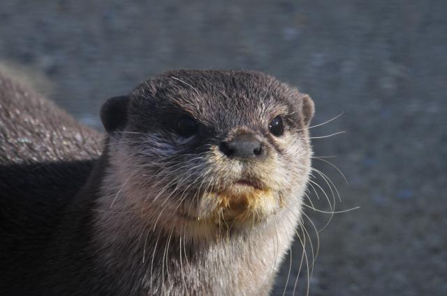 Otter