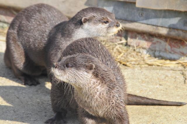 Otters