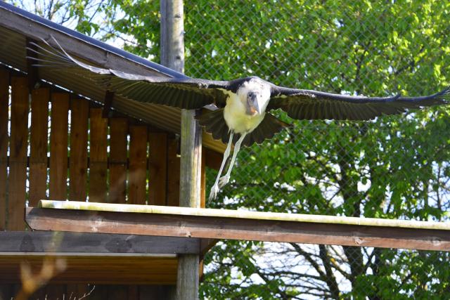 Marabou Stork