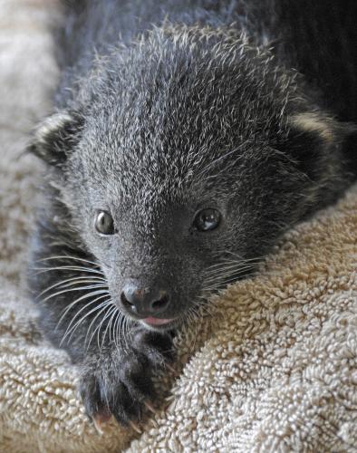 Binturong