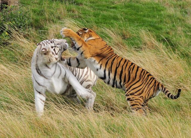 Bengal Tigers