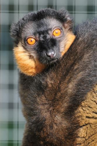 Lemur