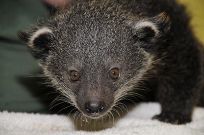 Binturong