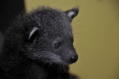 Binturong