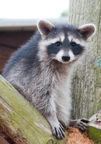 Raccoon