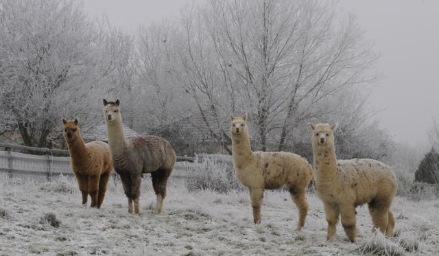 Alpacas