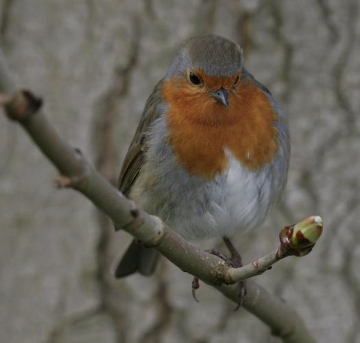 Robin