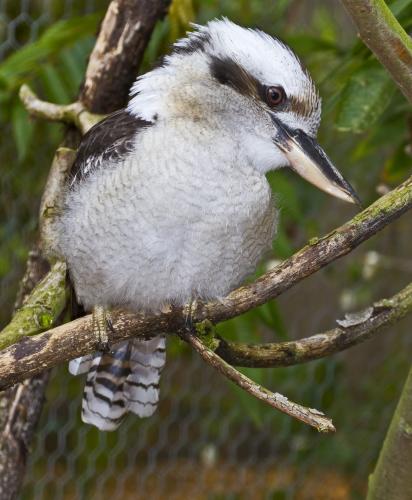 Kookaburra