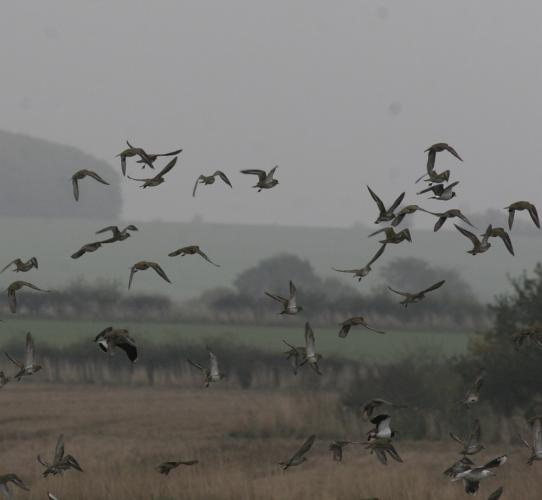 Plovers