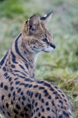 Serval