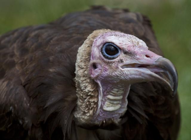 Hooded Vulture