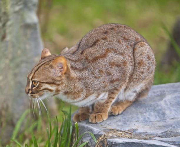 Rusty-spotted Cat