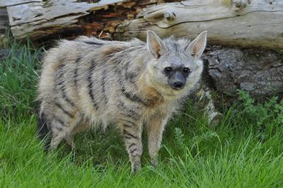 Aardwolf