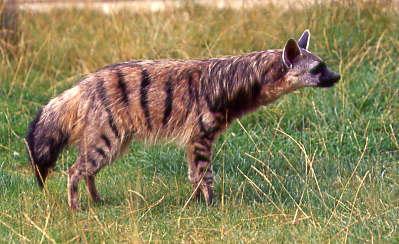 Aardwolf