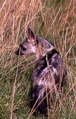 Aardwolf