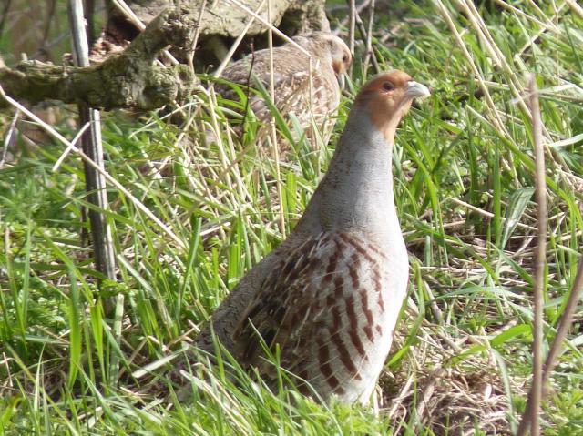 Grey Partridge re-introduction