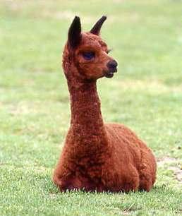 Alpaca