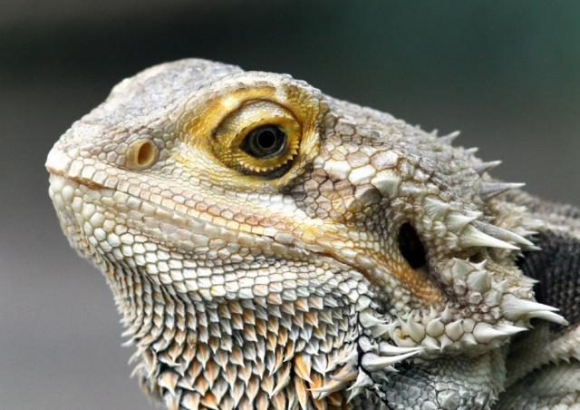 Bearded Dragon