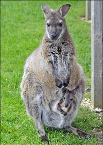 Wallaby