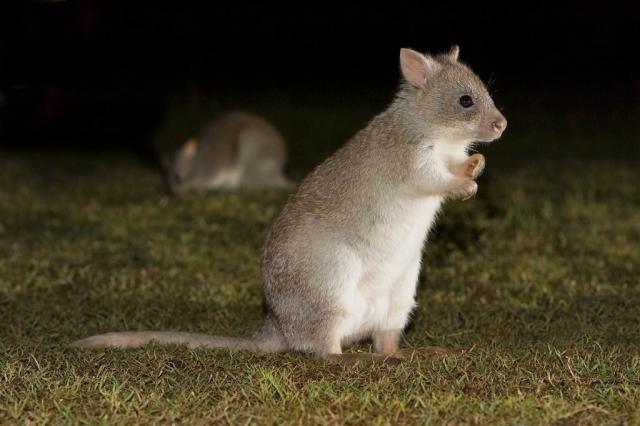 Bettong