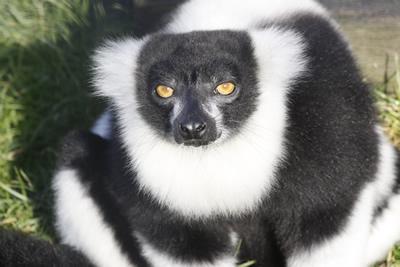 Lemur