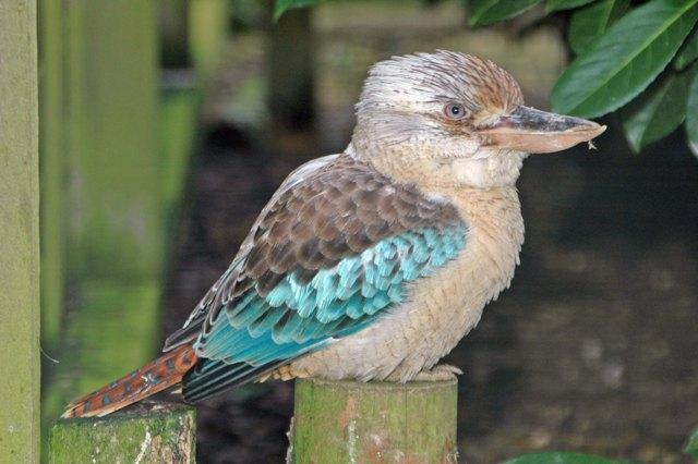 Kookaburra