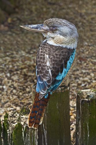 Kookaburra