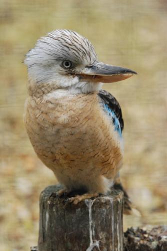 Kookaburra