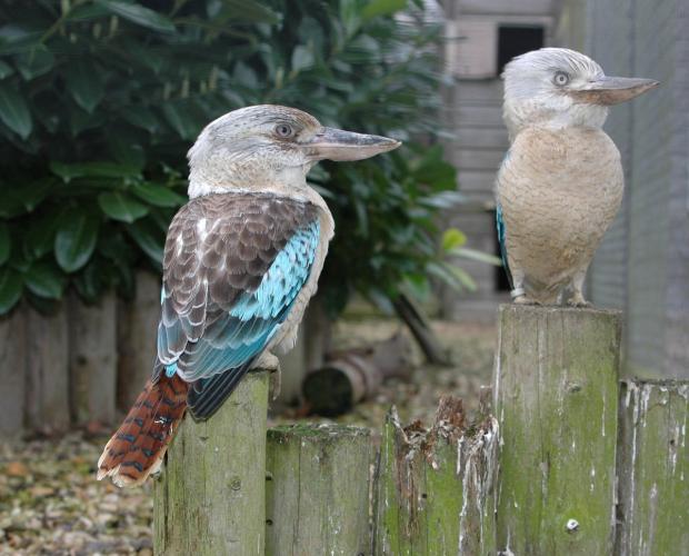 Bluewing Kookabura