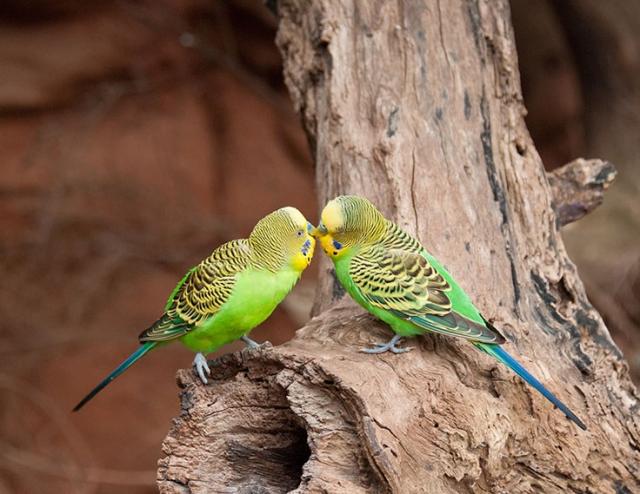 Budgerigar