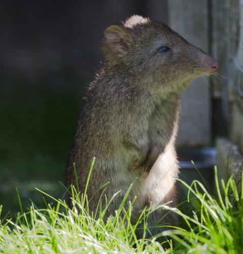 Potoroo