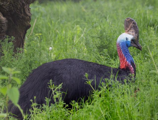 Cassowary