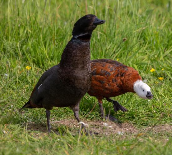 shelduck 