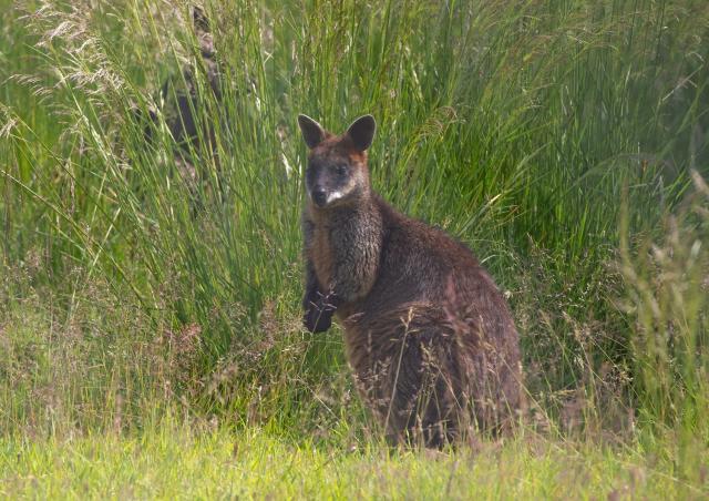 Wallaby