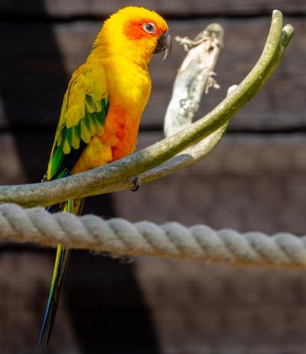 Conure