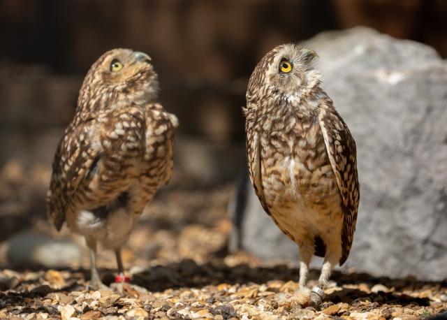 Burrowing Owls