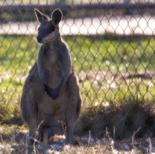 Swamp Wallaby