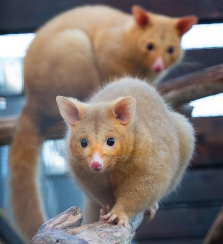 Golden Possums