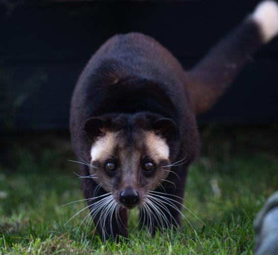 Civet