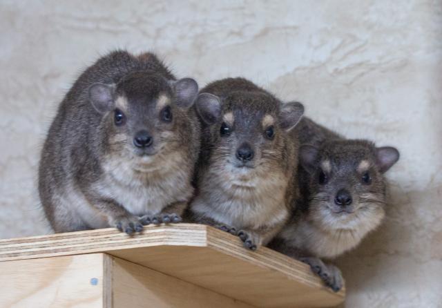 Hyrax