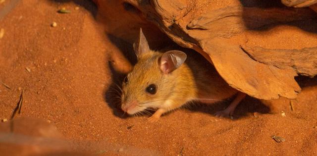 Spinifex Mouse