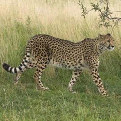 Cheetah 5