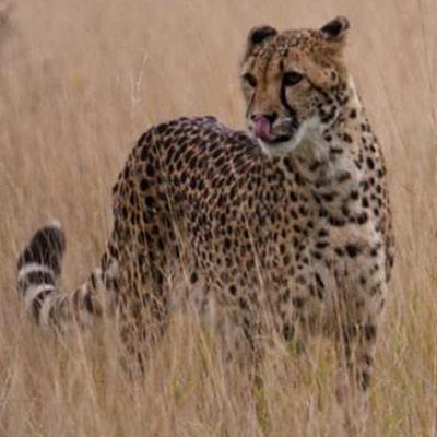 Cheetah 7