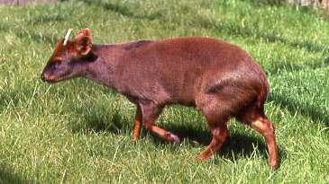 Pudu