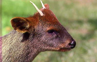 Pudu