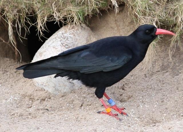 Chough re-introduction
